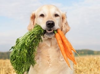 Chien et légumes